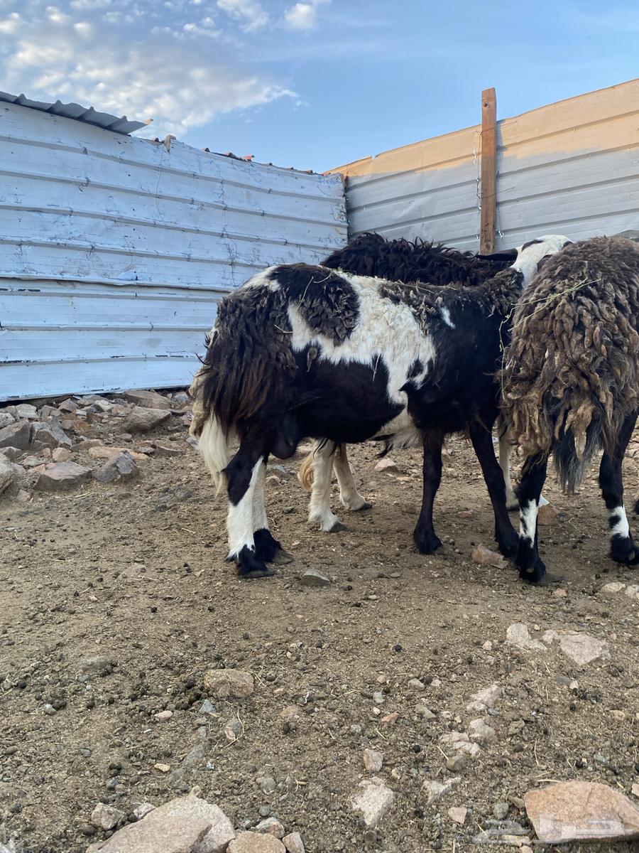 غنم صنف تم البيع64387912528515111