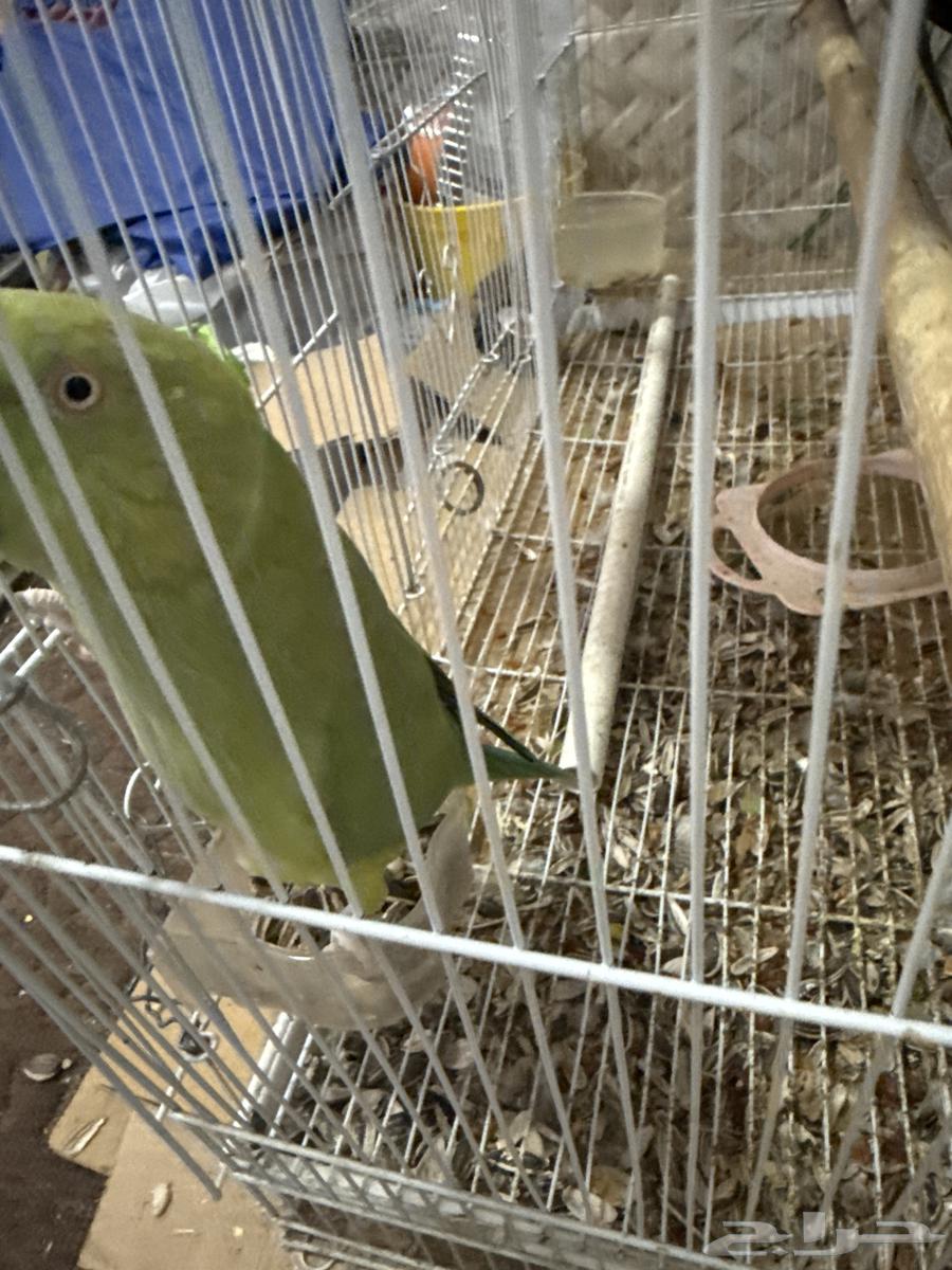 للبيع ببغاء درا بيعه سريعه64389985210369110