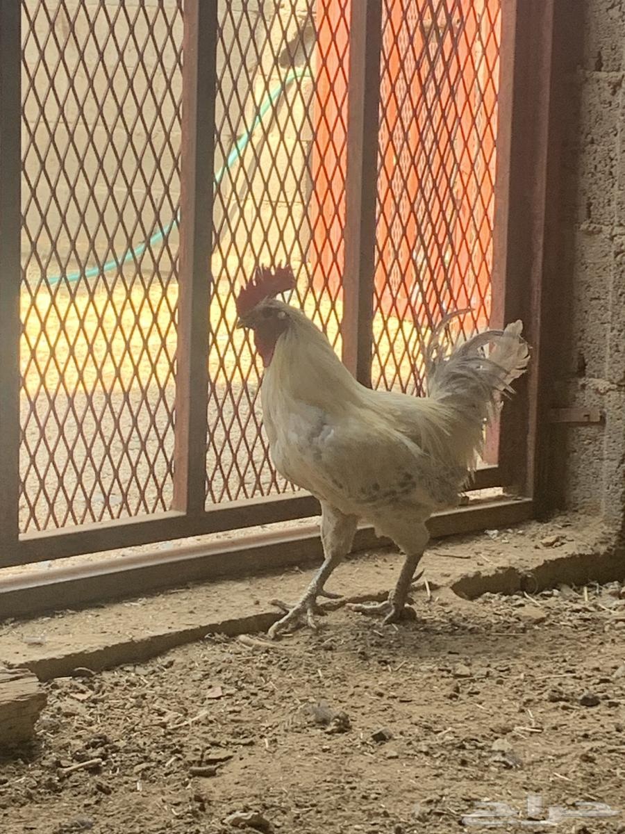 ثلاث ديك فيومي64385439721731112