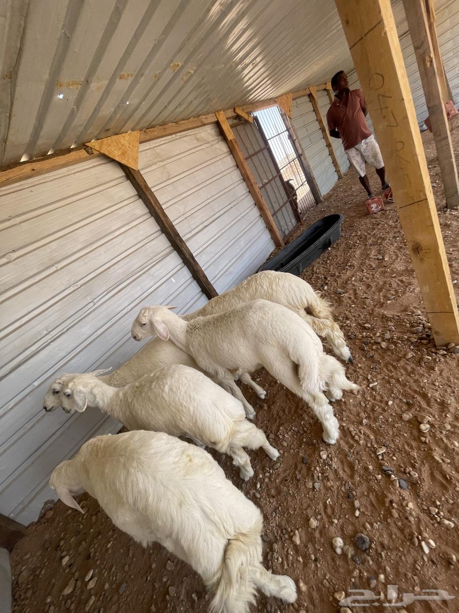 خرفان حري نظيف وطيب64381864459907113