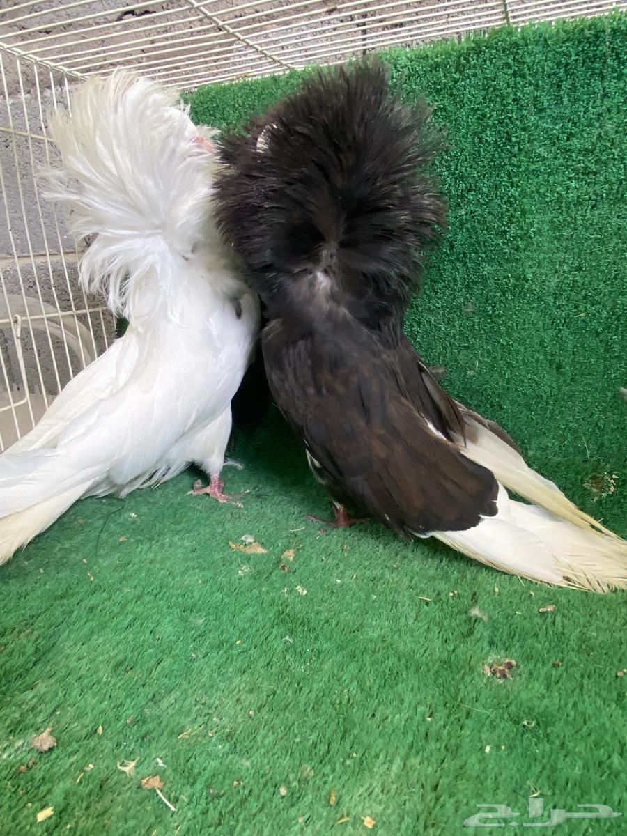 Jacobin Pigeon64388798523907110