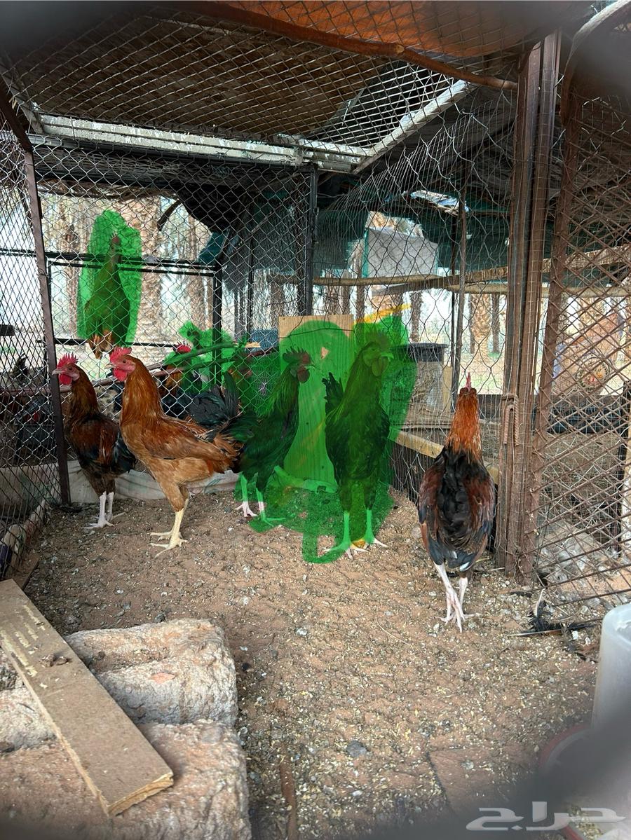 6 ديكه للبيع64387425068289111