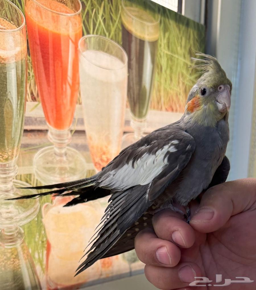 للبيع طيور زينة مميزة64382404626307114