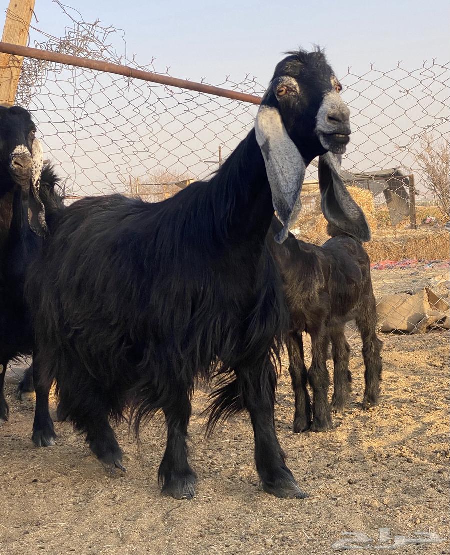 3 goats, defects, type of rarities64388509452546110