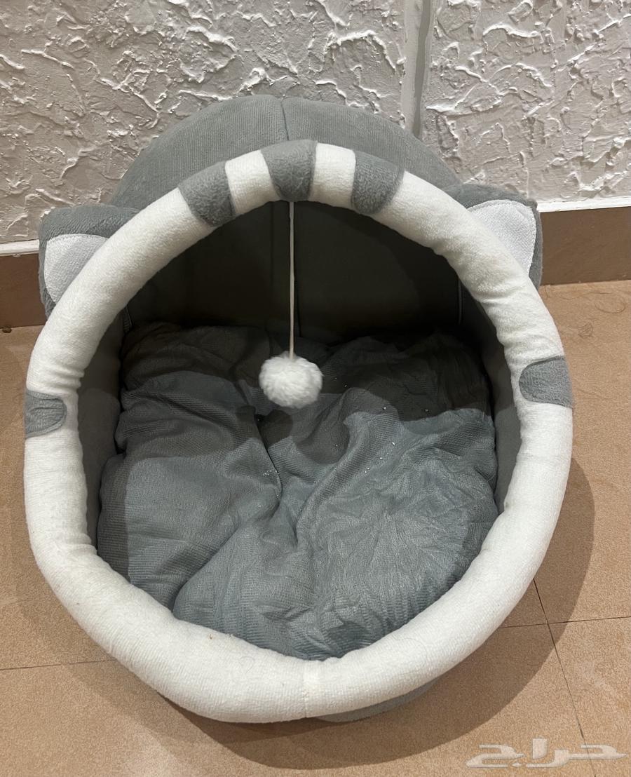 قطة سكوتش لونق هير دلوعه ومرتبة64390319451394111