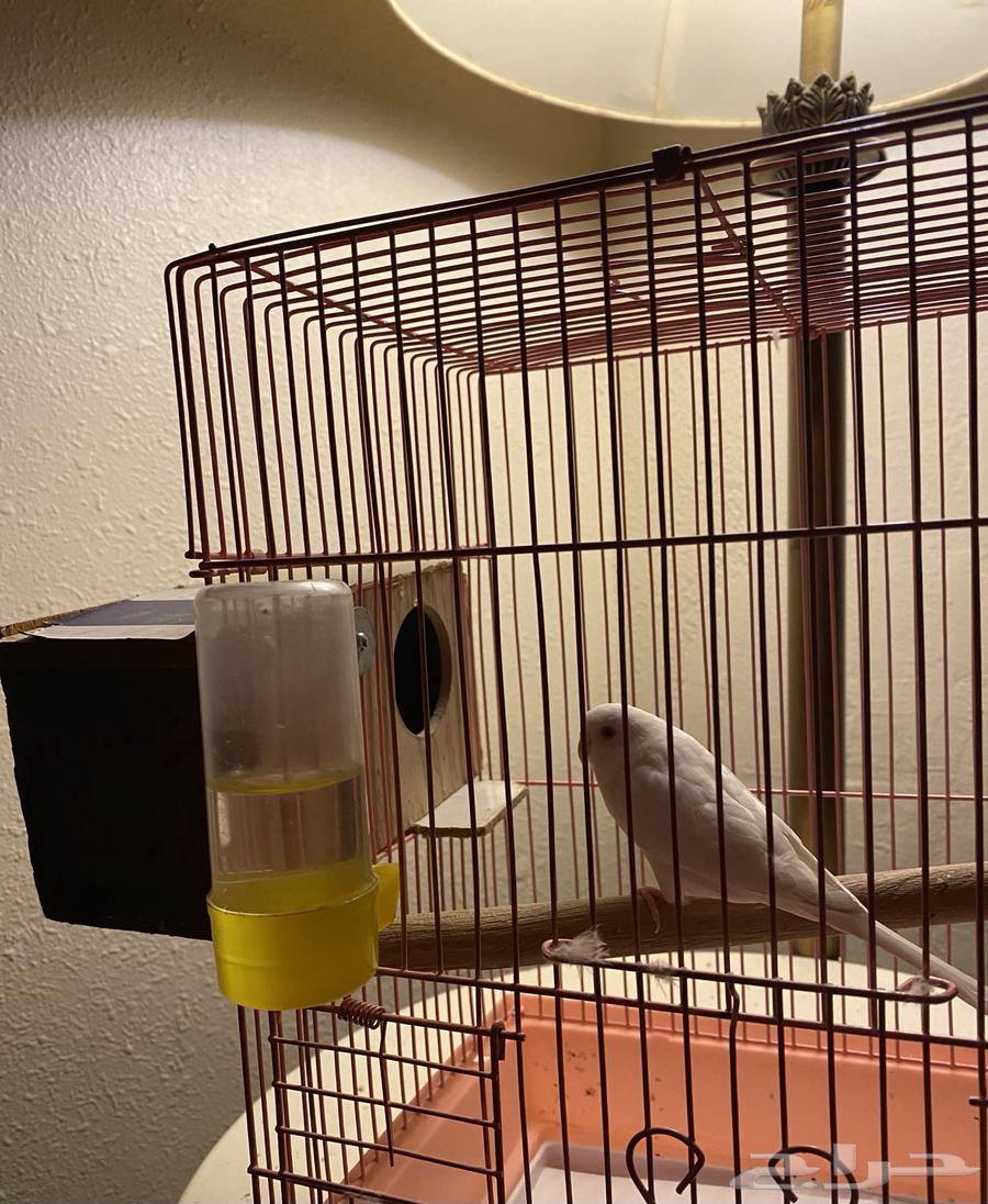 عصفور بادجي64380356671233111