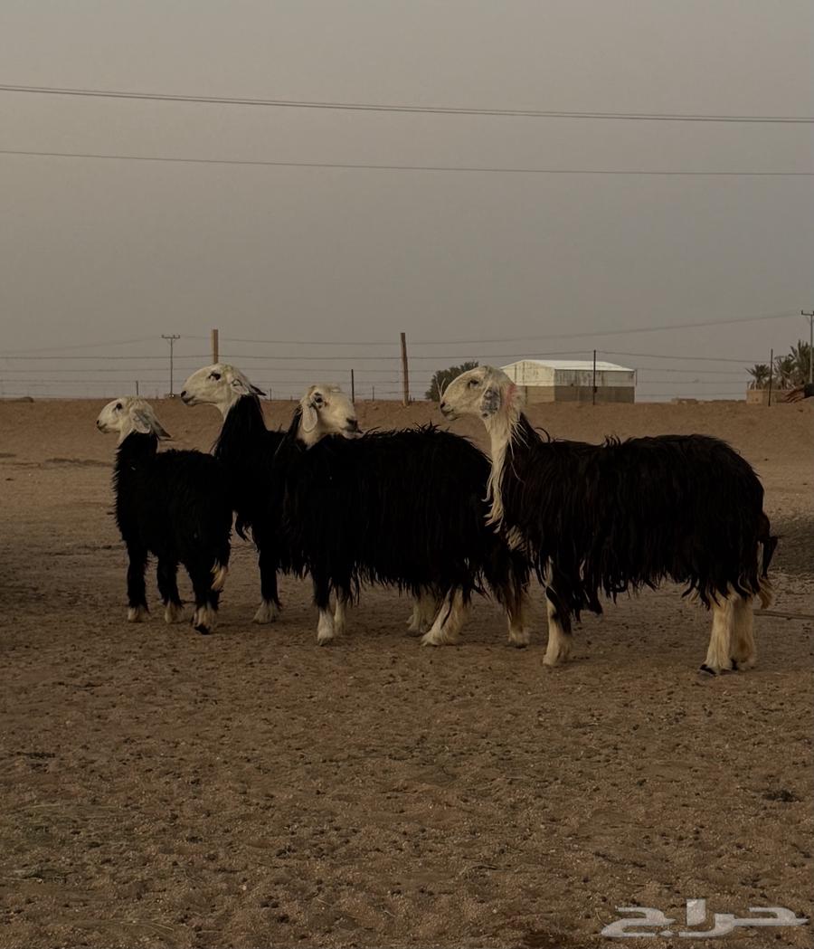 نجد للبيع64382003729539111