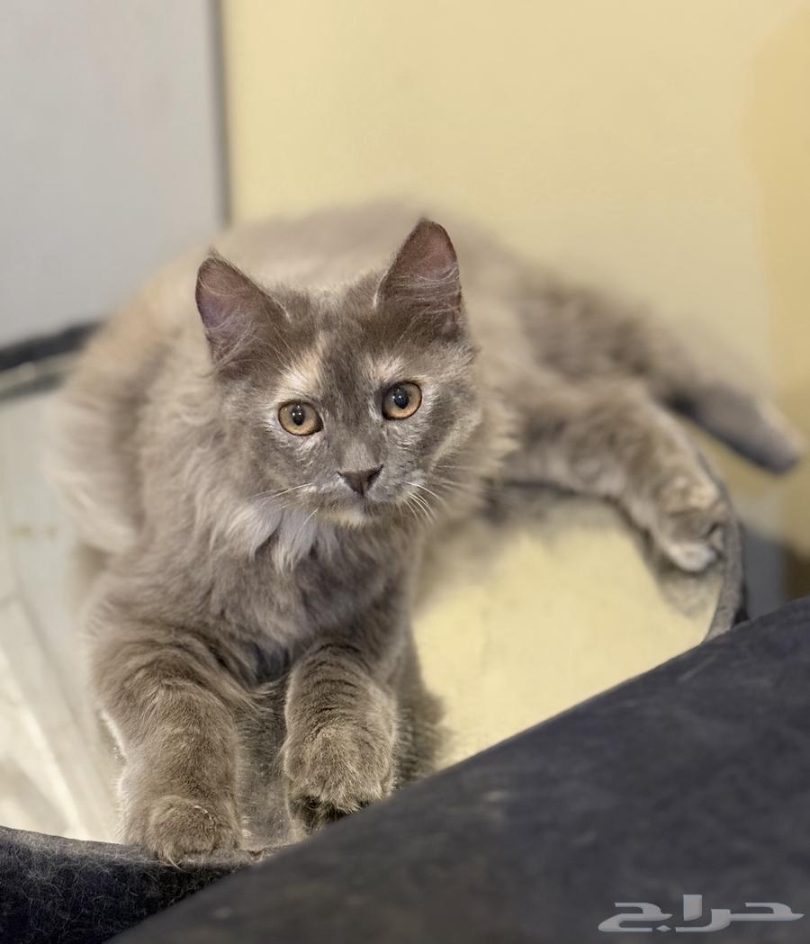 قطة للبيع شيرازى بيور64379975444097111