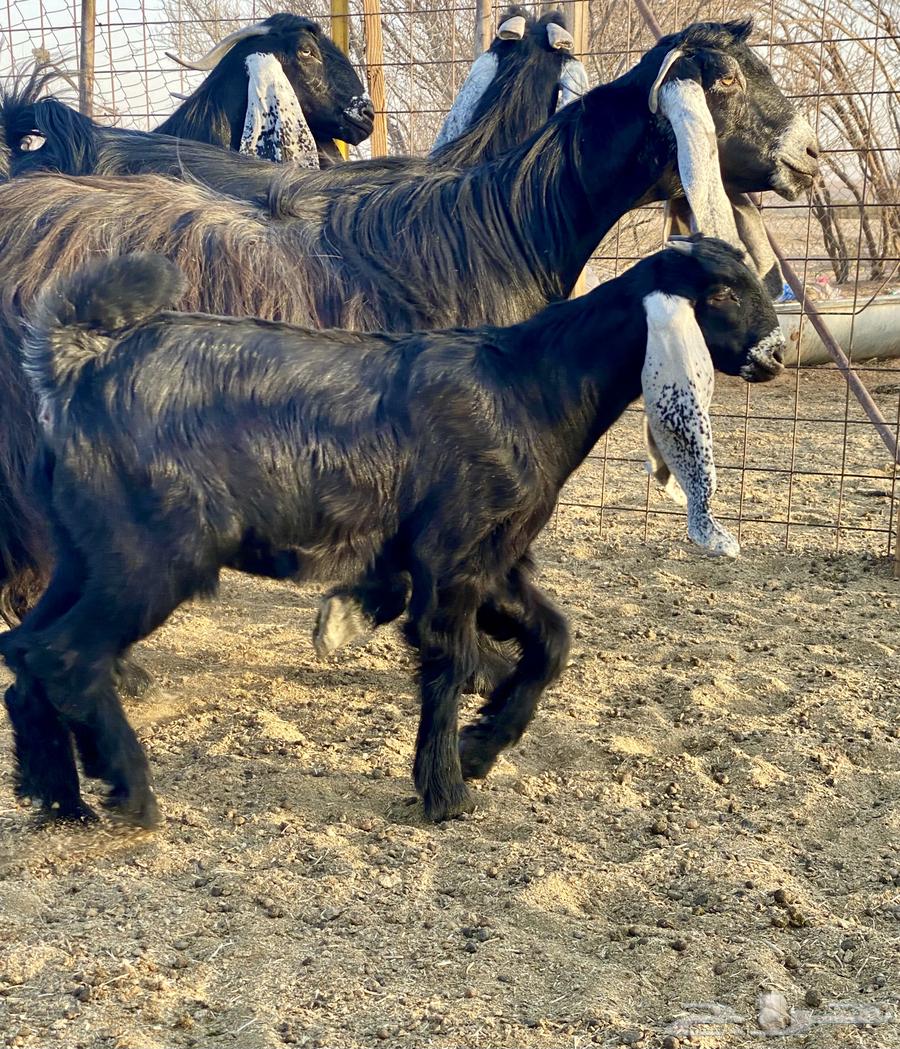 3 goats, defects, type of rarities64388509452546113