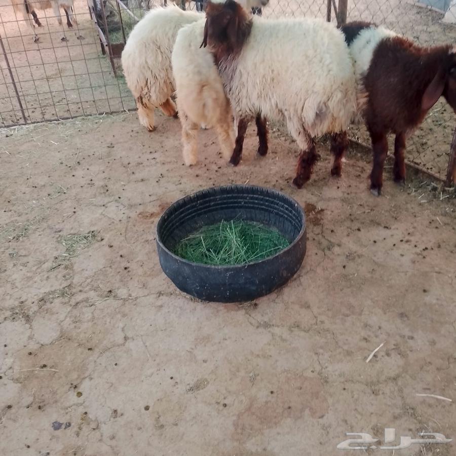 للبيع اربع رخال طيبات64389667967106111