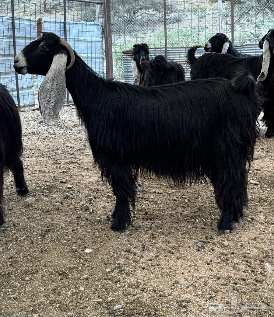 معزا عوارض صنف الصنف64388839627779114