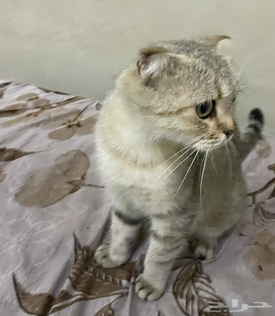 قط للبيع سكوتش فولد64380929891458112