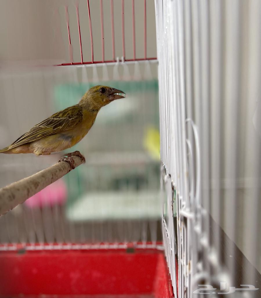 طائر النساج العربي64386808341762110