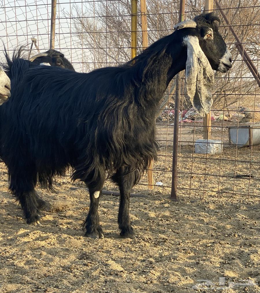3 goats, defects, type of rarities64388509452546112