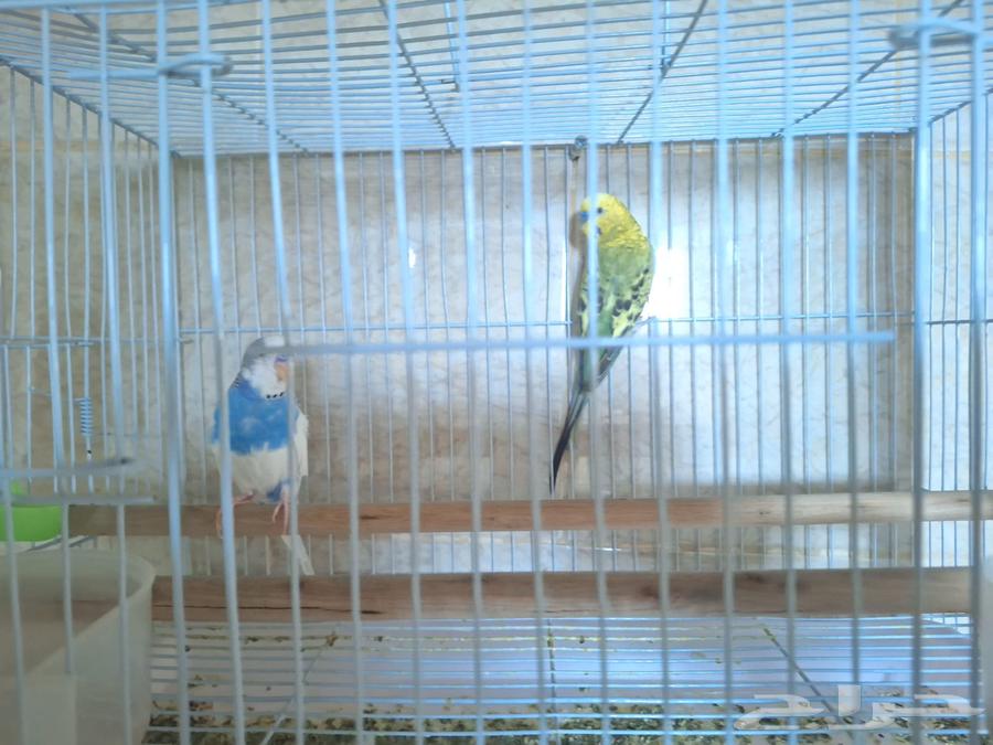 عصافير الحب64386068590721110