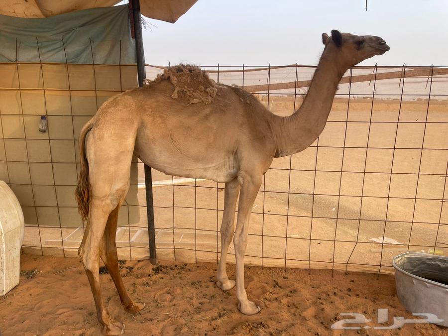 بكره حقه64389168771843111