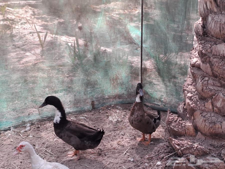 للبيع بط شريري64385258267011113