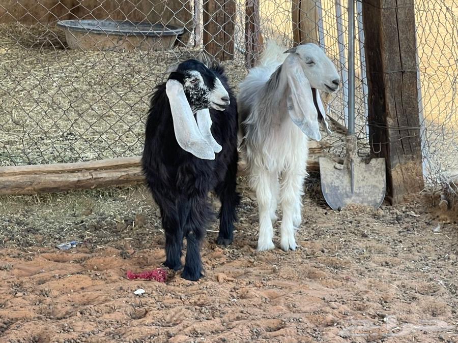 للبيع 3 تيوس و 2 عناق64380340300290113