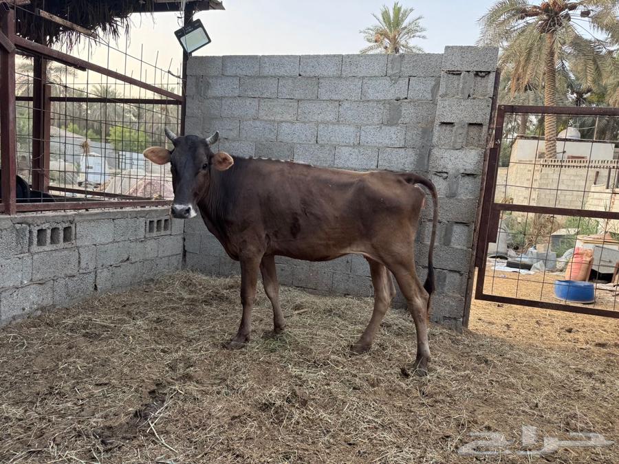 بقرة سويسرية براون64388949599361113