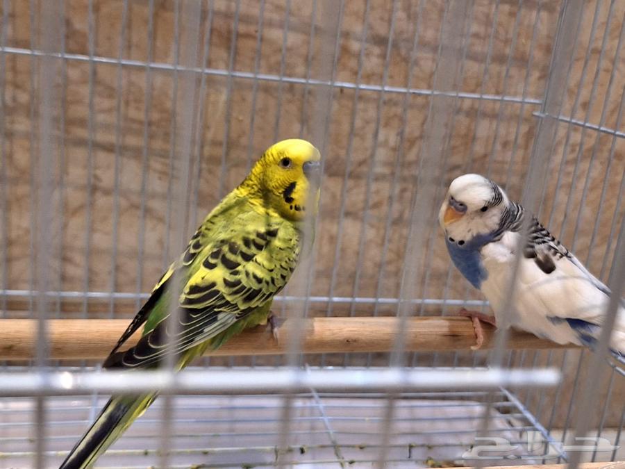 عصافير الحب64386068590721111