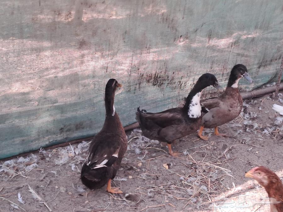 للبيع بط شريري64385258267011110