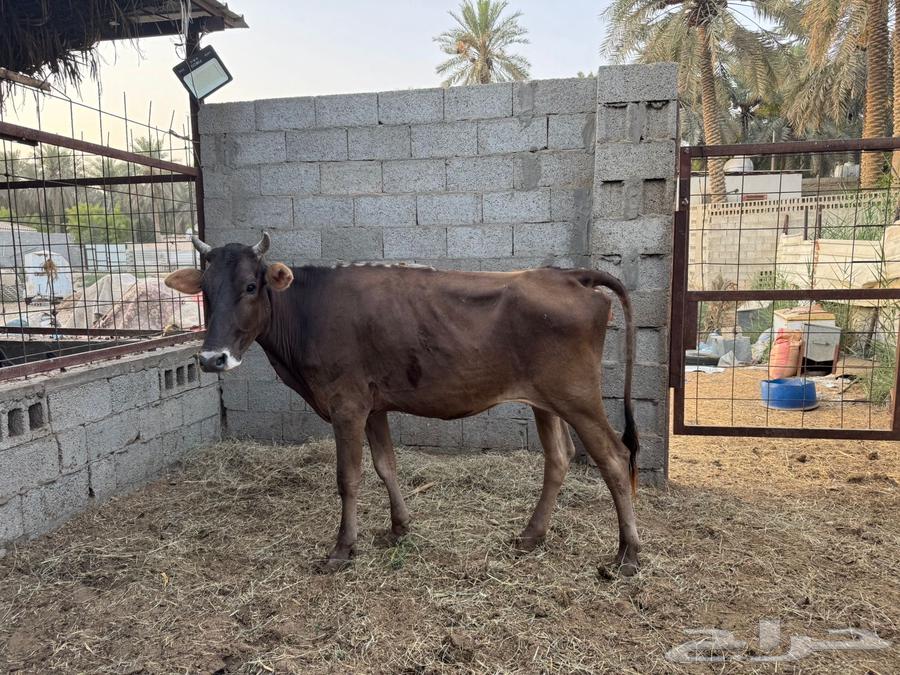 بقرة سويسرية براون64388949599361110