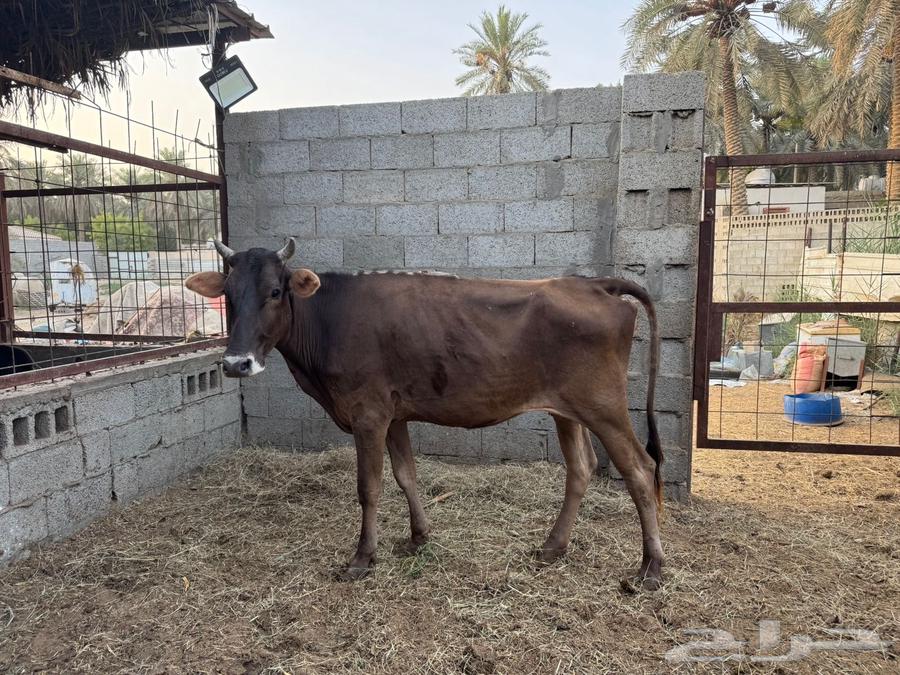 بقرة سويسرية براون64388949599361112