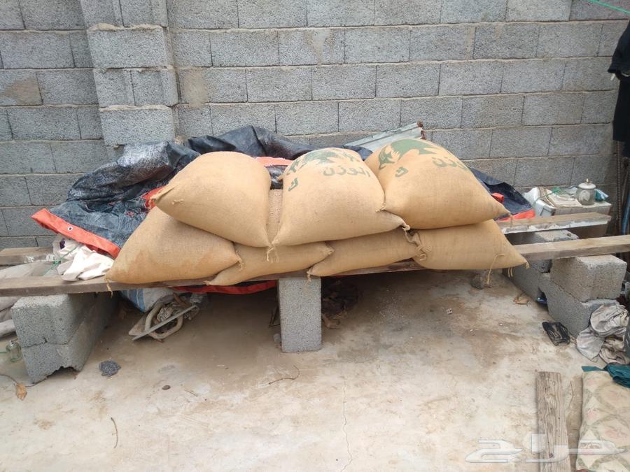 حب احمر خريف ذرة64383719008257110