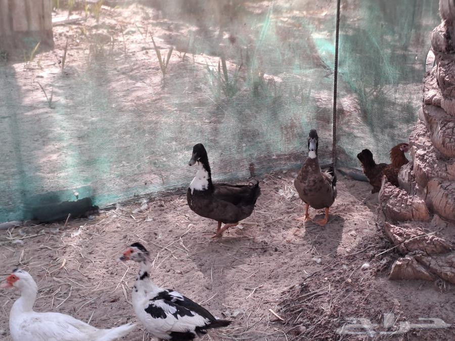 للبيع بط شريري64385258267011112