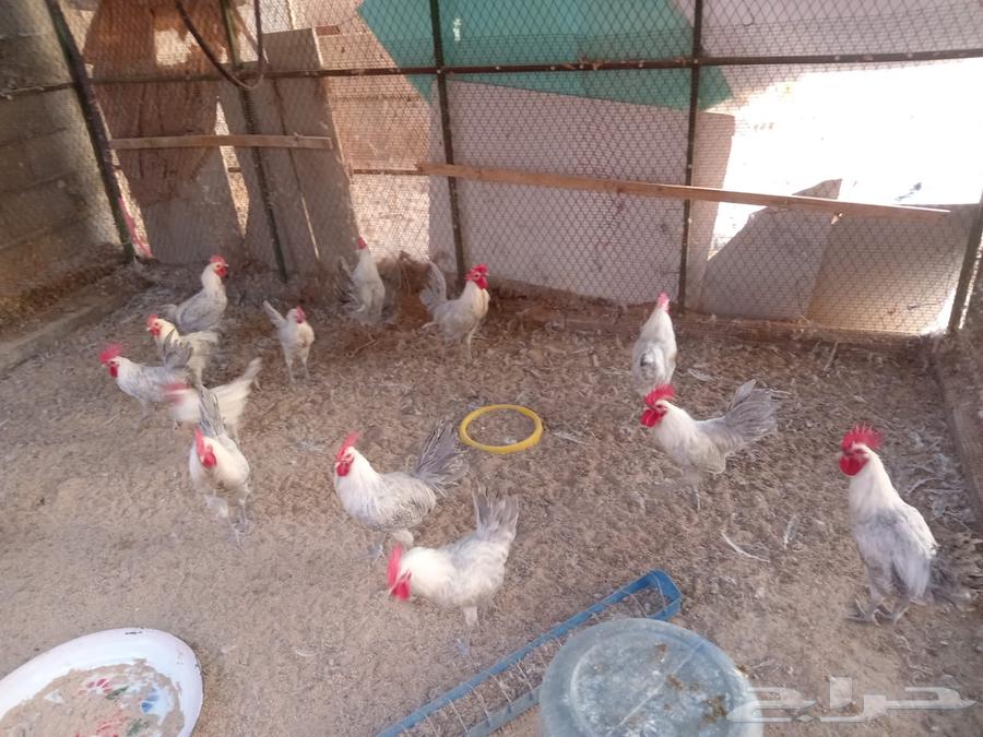 للبيع دياكه فيومي64387062397187110