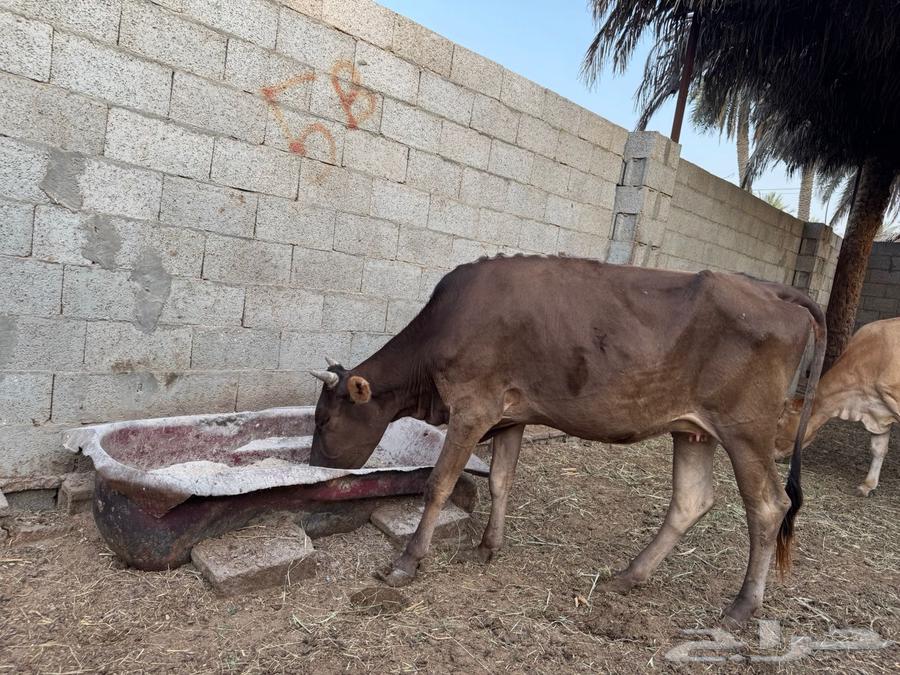 بقرة سويسرية براون64388949599361111