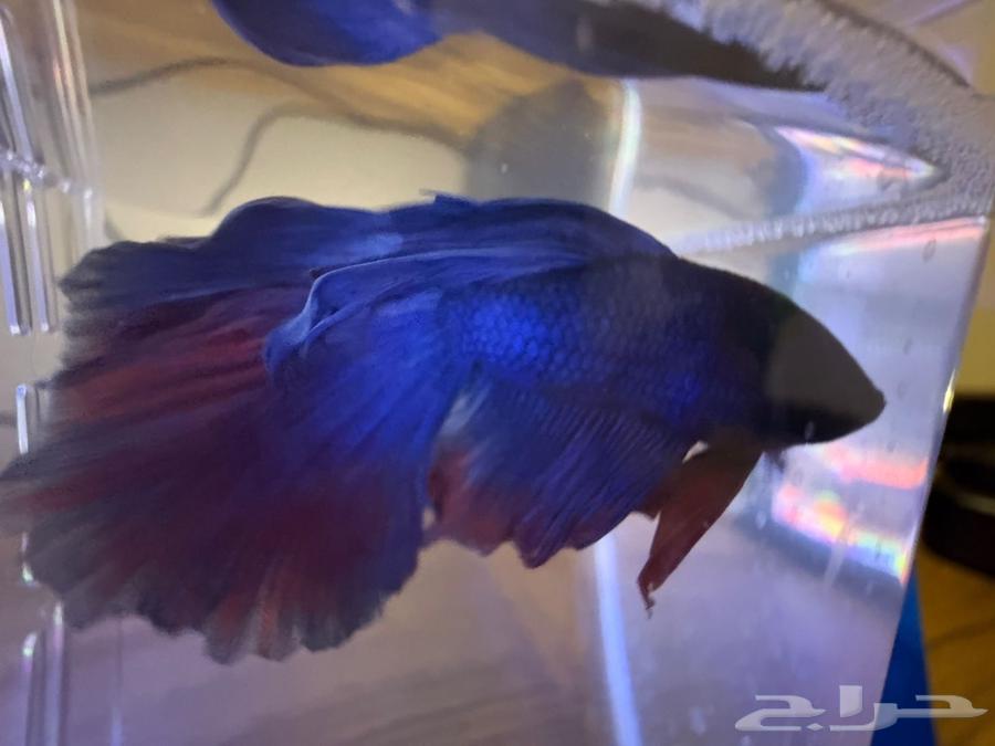 جوز فايتر فول مون64367303636226111