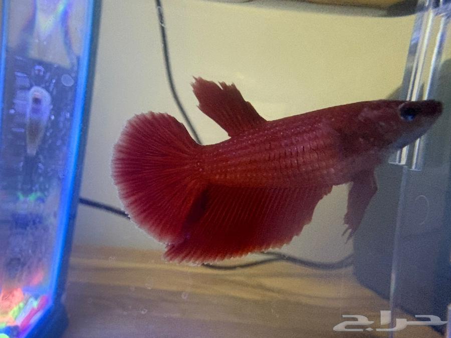 جوز فايتر فول مون64367303636226110