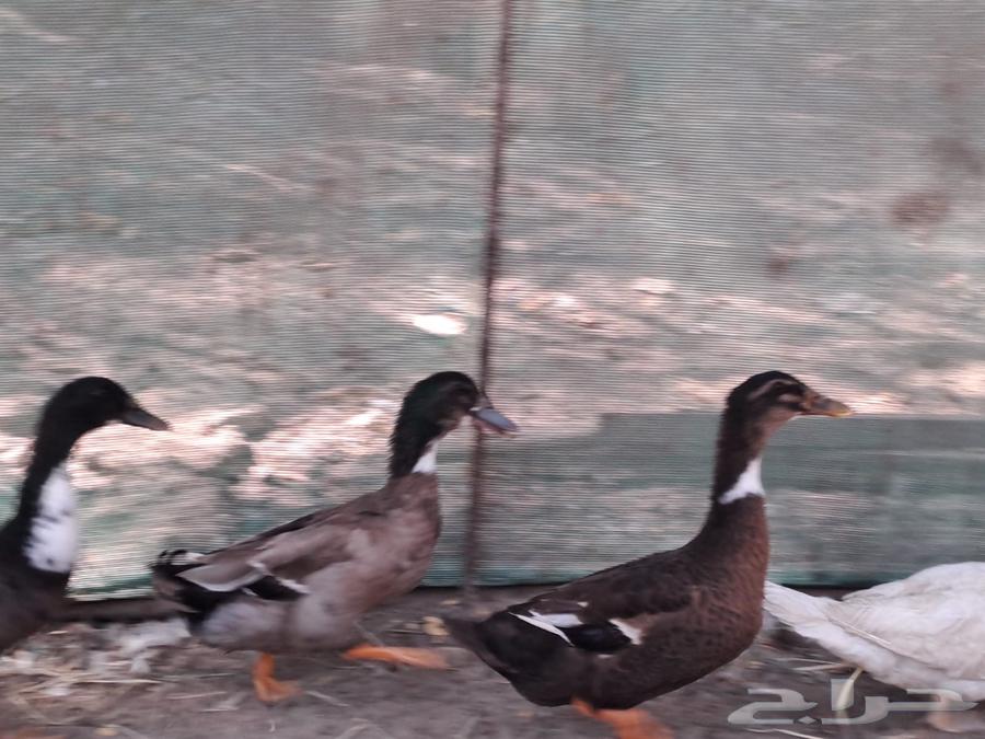 للبيع بط شريري64385258267011111