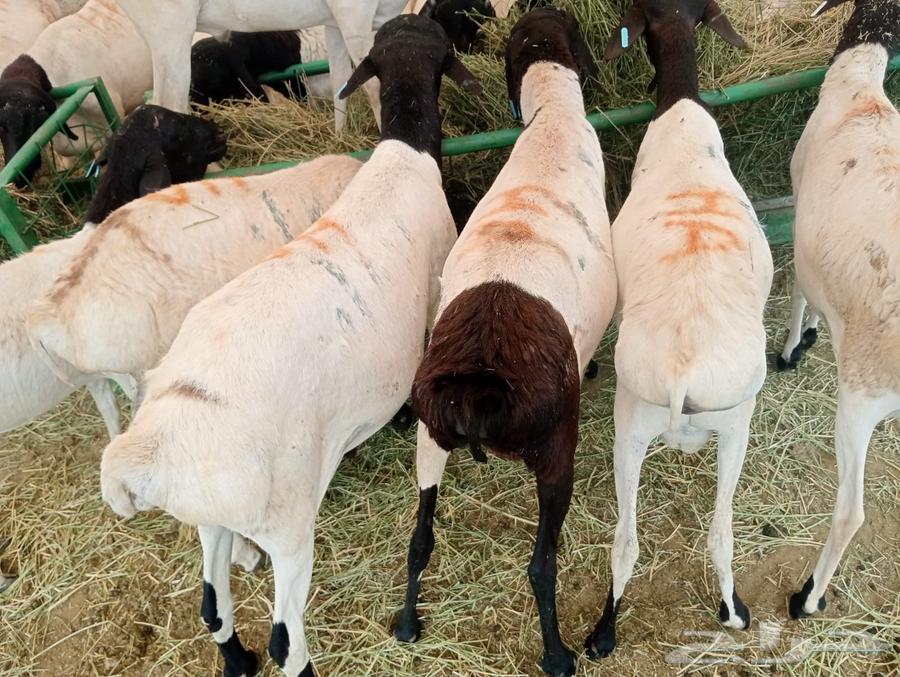 بربري صومالي تربيه 500 ريال64378310314115112