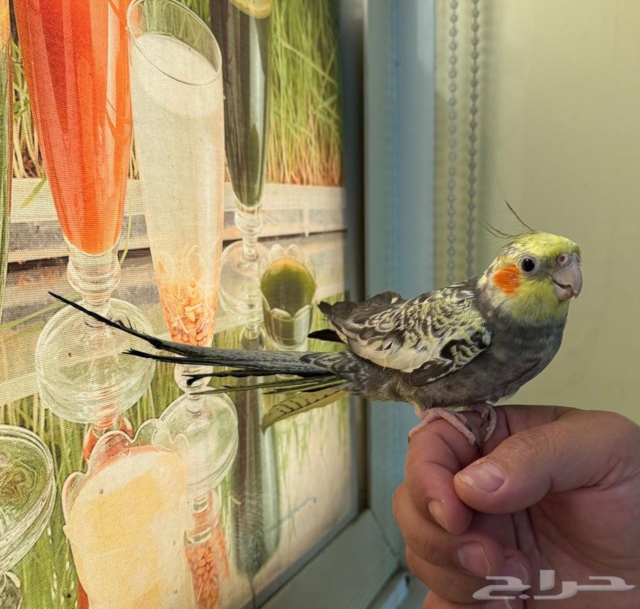 للبيع طيور زينة مميزة64382404626307113