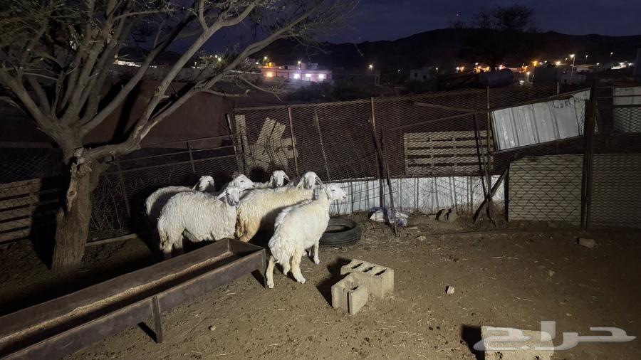 رخال للبيع64389127976579110