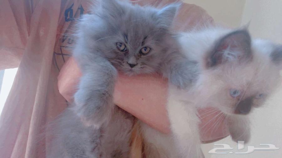 للبيع قطط همالايا   شيزاري64382611020802110