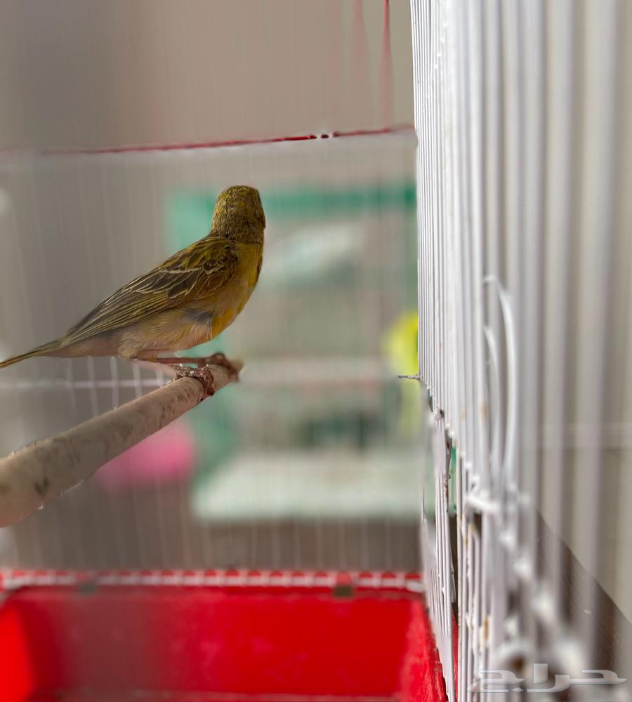 طائر النساج العربي64386808341762111