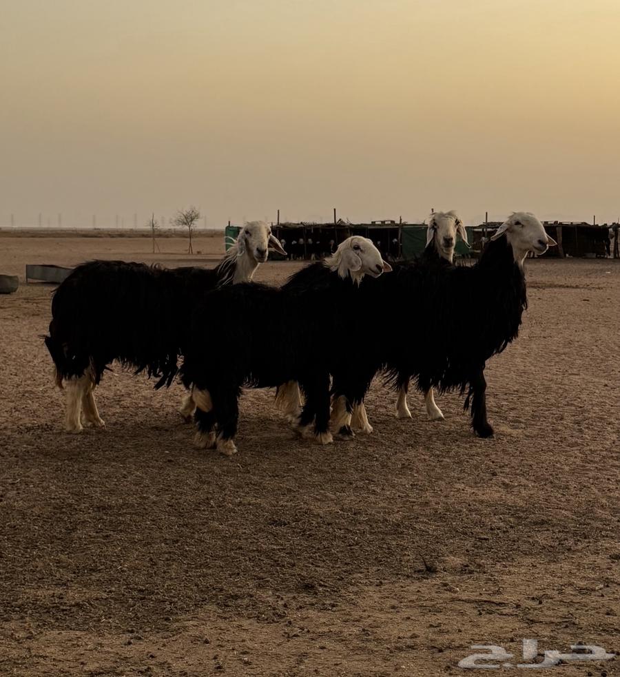 نجد للبيع64382003729539112