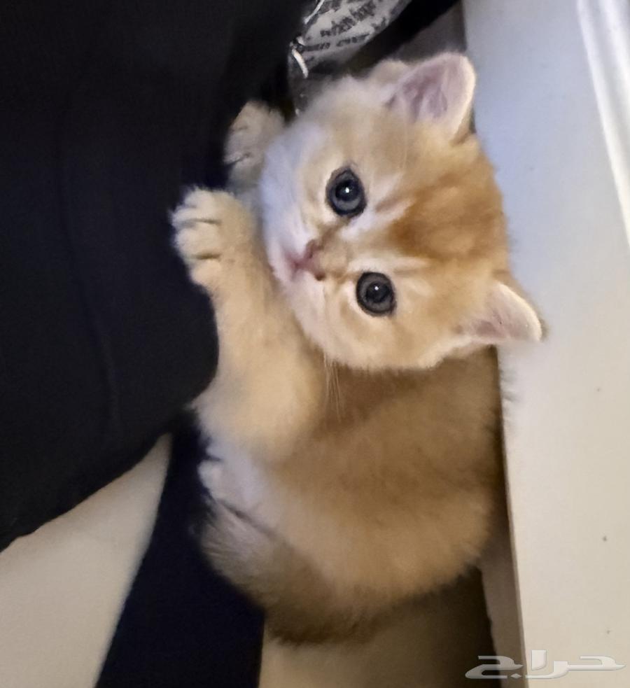 كتن قط ذكر سكوتش شورت هير للبيع64384272905985110