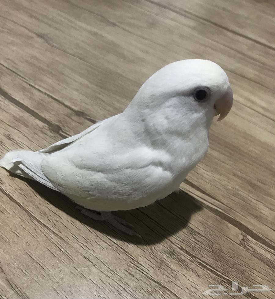 روز إينو أليف هدد64383455422083110