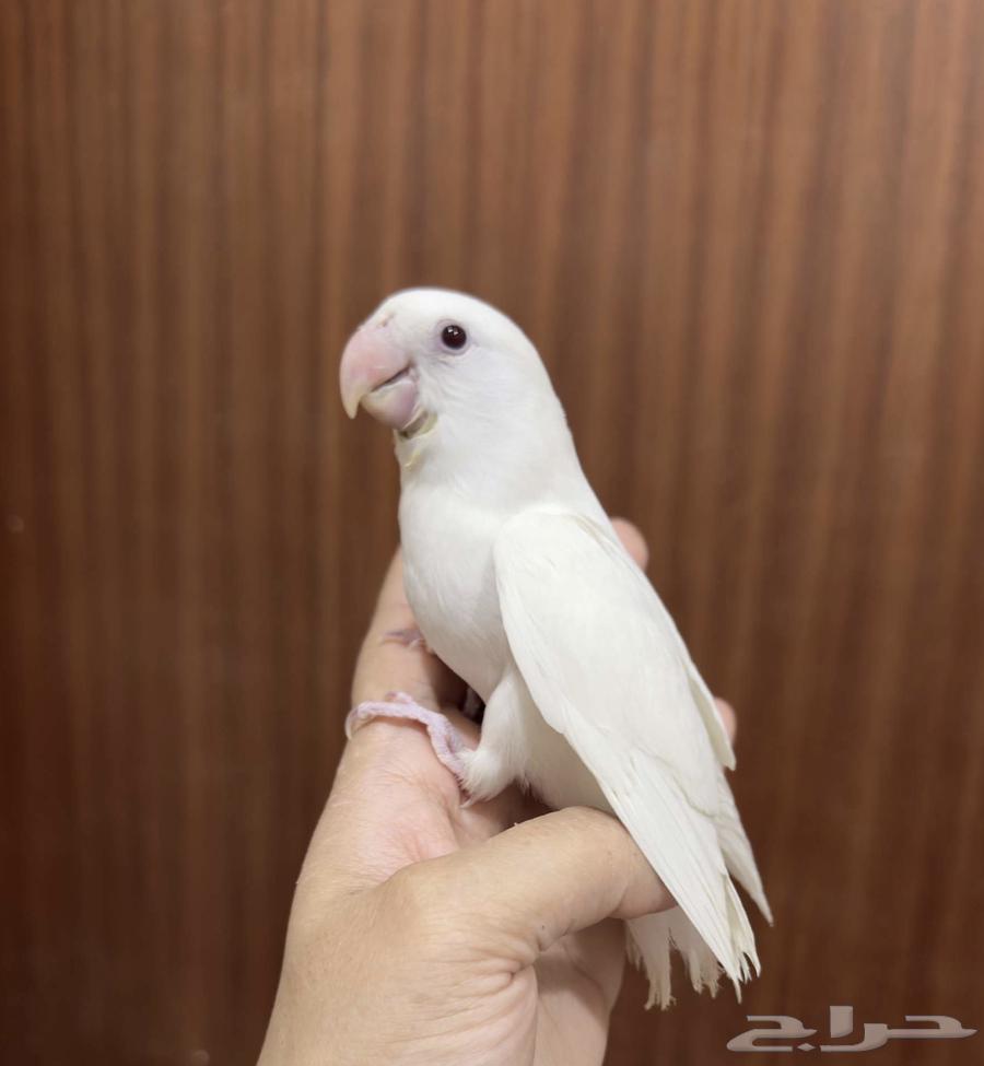 روز هدد نشبه البينو لعوب64389667944322110