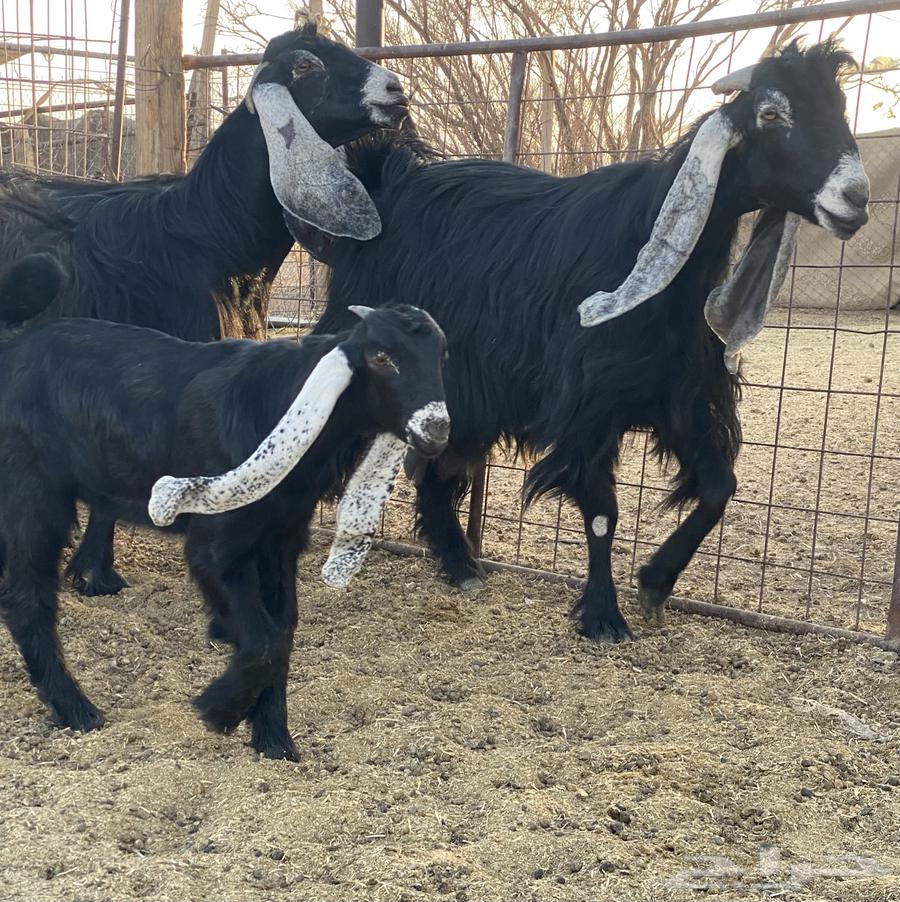 3 goats, defects, type of rarities64388509452546114