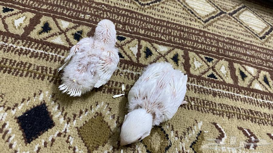 اثنين فروخ روز غر اللبيون64389265982849111