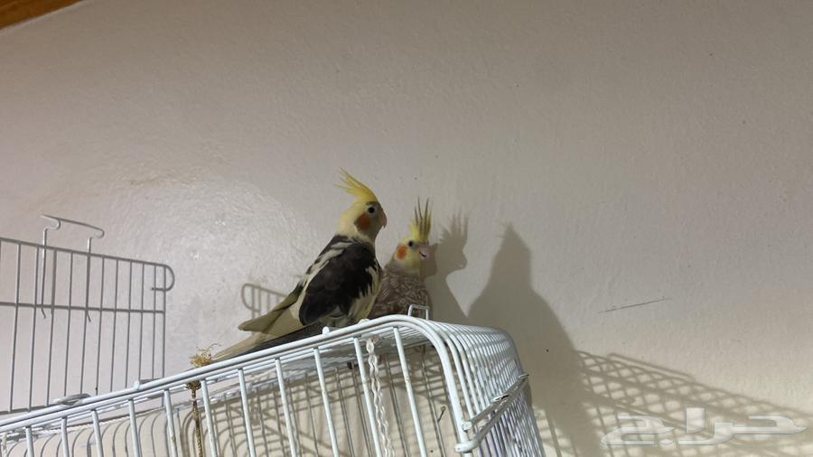 جوز كروان مع فرخ64380075462403114