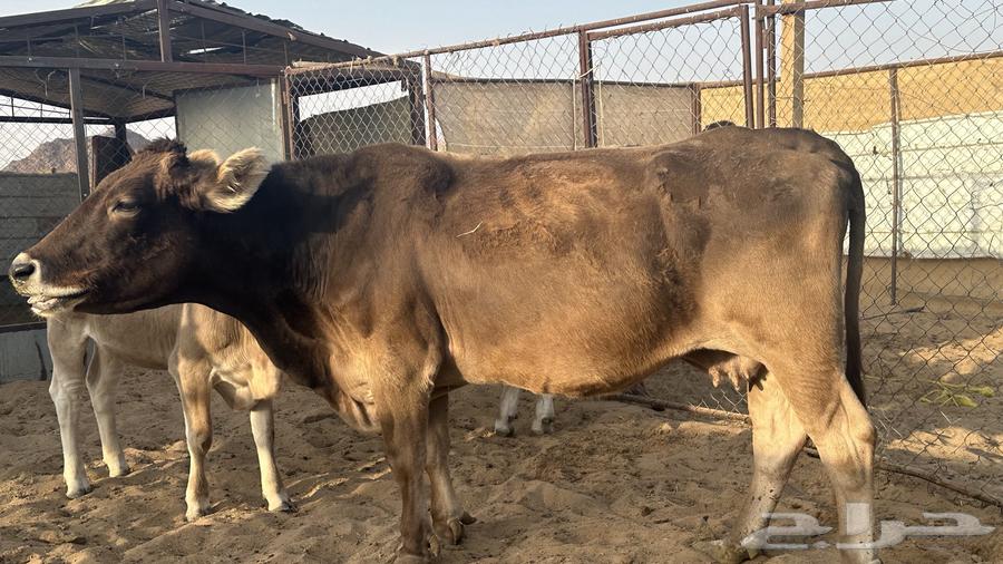 أبقار وعجول اصلية للبيع64391756651779111