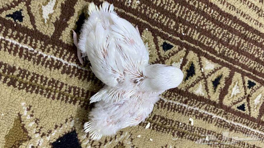 اثنين فروخ روز غر اللبيون64389265982849113