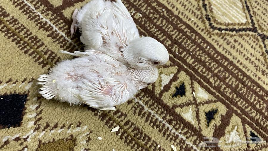 اثنين فروخ روز غر اللبيون64389265982849112