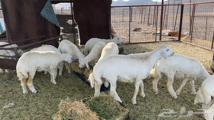 طليان عدد 12 فيهن 5 رخال64386613202306110